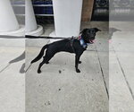 Small #8 Labrador Retriever Mix