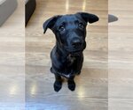 Small Photo #4 Mutt Puppy For Sale in Bellevue, WA, USA