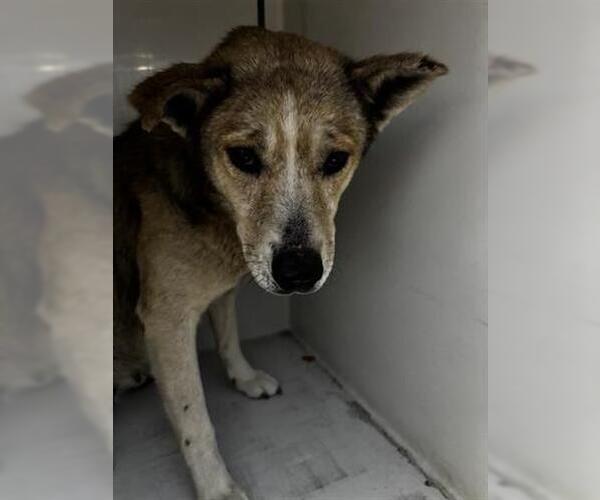 Medium Photo #1 German Shepherd Dog-Unknown Mix Puppy For Sale in Houston, TX, USA