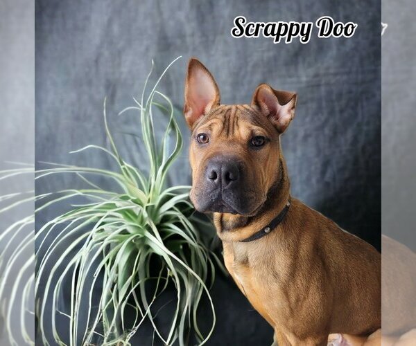 Medium Photo #8 American Staffordshire Terrier-Chinese Shar-Pei Mix Puppy For Sale in Port Clinton, OH, USA