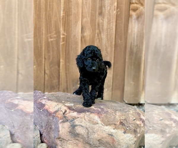 Medium Photo #33 Goldendoodle (Miniature) Puppy For Sale in HALTOM CITY, TX, USA