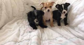 Chorkie Puppy for sale in CINCINNATI, OH, USA