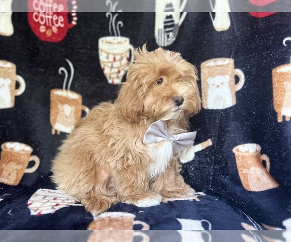 Medium Photo #5 ShihPoo Puppy For Sale in LAKELAND, FL, USA