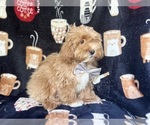 Small #4 ShihPoo