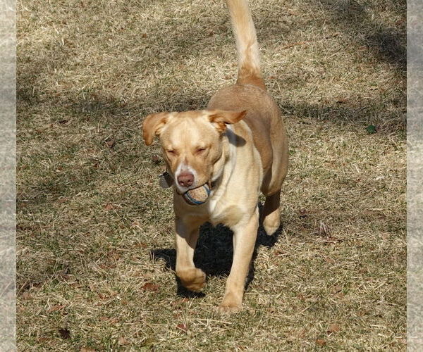 Medium Photo #10 Labrador Retriever-Unknown Mix Puppy For Sale in Doylestown, PA, USA