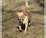 Small #9 Labrador Retriever Mix