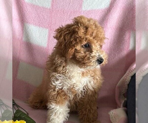 Medium Photo #1 Cavapoo Puppy For Sale in ARTHUR, IL, USA