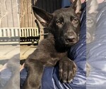 Small Photo #25 German Shepherd Dog Puppy For Sale in OSTRANDER, OH, USA