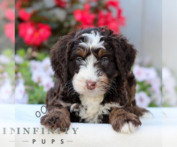 Medium Photo #1 Bernedoodle (Miniature) Puppy For Sale in LITITZ, PA, USA
