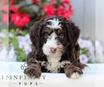Image preview for Ad Listing. Nickname: Lennox