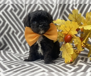 Cavapoo Puppy for sale in CEDAR LANE, PA, USA