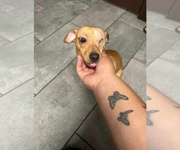 Medium Photo #3 Chihuahua-Unknown Mix Puppy For Sale in New York, NY, USA