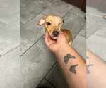 Small #2 Chihuahua Mix