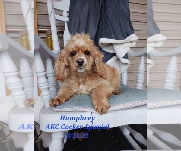 Medium Photo #2 Cocker Spaniel Puppy For Sale in SHIPSHEWANA, IN, USA