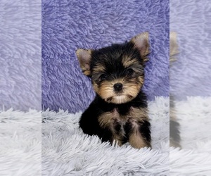 Yorkshire Terrier Puppy for sale in SANDY HOOK, KY, USA