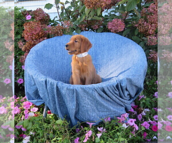 Medium Photo #5 Golden Retriever Puppy For Sale in THORP, WI, USA