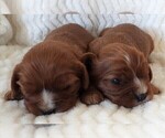 Small #1 Cavalier King Charles Spaniel