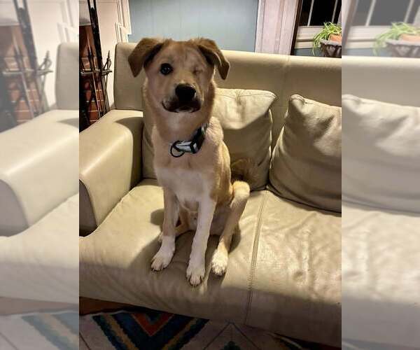 Medium Photo #13 Siberian Husky-Unknown Mix Puppy For Sale in New York, NY, USA