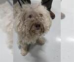 Small Poodle (Miniature) Mix