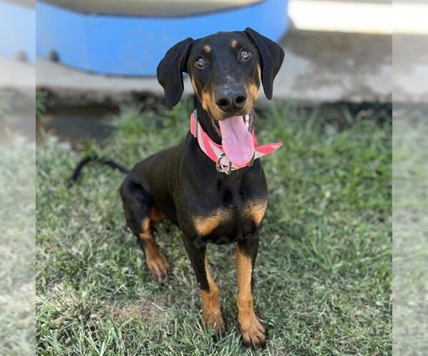 Medium Photo #1 Doberman Pinscher Puppy For Sale in Modesto, CA, USA