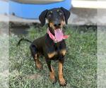 Small Doberman Pinscher