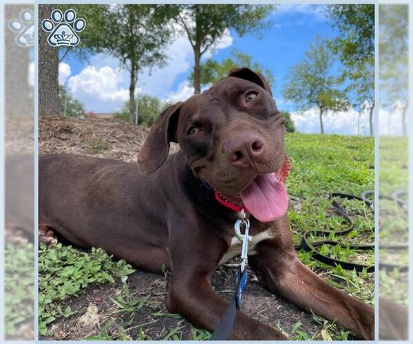 Medium Photo #1 Labrador Retriever-Unknown Mix Puppy For Sale in Sugar Land, TX, USA