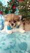 Small Photo #4 Pomeranian Puppy For Sale in EDEN, PA, USA