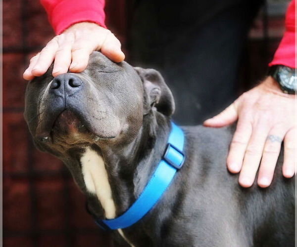 Medium Photo #3 American Staffordshire Terrier Puppy For Sale in Forest, VA, USA