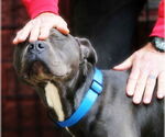 Small #2 American Staffordshire Terrier