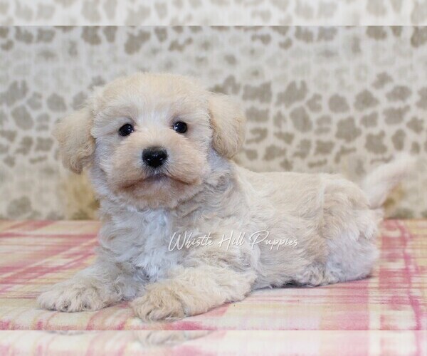 Medium Photo #4 Schnoodle (Miniature) Puppy For Sale in DENVER, PA, USA
