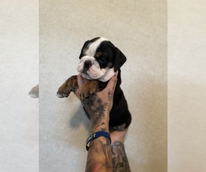 English Bulldog Puppy for sale in OMAHA, NE, USA