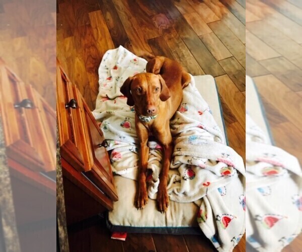 Medium Photo #8 Vizsla Puppy For Sale in HYRUM, UT, USA