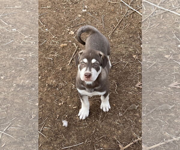 Medium Photo #1 Labsky Puppy For Sale in Topeka, KS, USA