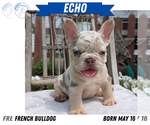 Small Photo #38 French Bulldog Puppy For Sale in GOSHEN, IN, USA