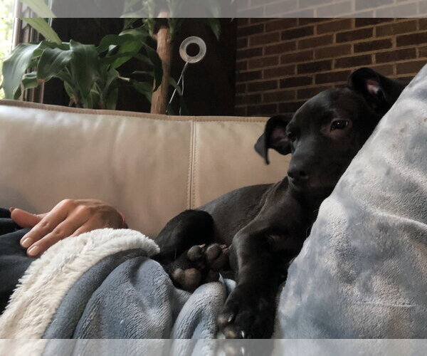 Medium Photo #19 Labrador Retriever Puppy For Sale in Holly Springs, NC, USA