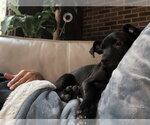 Small #18 Labrador Retriever