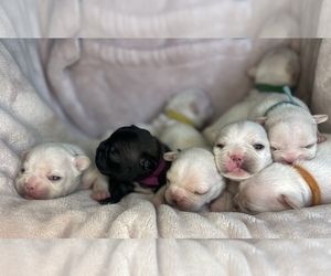 Faux Frenchbo Bulldog Puppy for sale in HOODSPORT, WA, USA