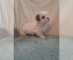 Small Photo #2 Shih Tzu Puppy For Sale in ALLENSVILLE, KY, USA