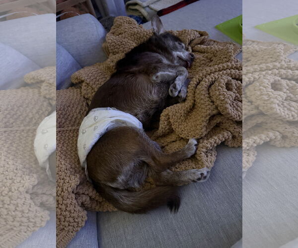 Medium Photo #4 Chihuahua-Unknown Mix Puppy For Sale in Princeton, MN, USA