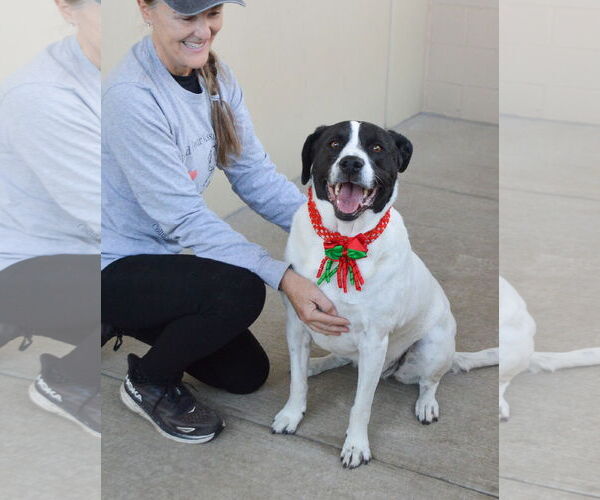 Medium Photo #2 American Pit Bull Terrier-Labrador Retriever Mix Puppy For Sale in McKinney, TX, USA