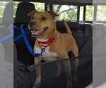 Small Photo #1 Labrador Retriever-Unknown Mix Puppy For Sale in Sheboygan, WI, USA