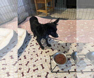 River - Male Chion Dog for Adoption - Photo #10