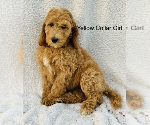 Goldendoodle Puppy for Sale in COLBERT, Washington USA