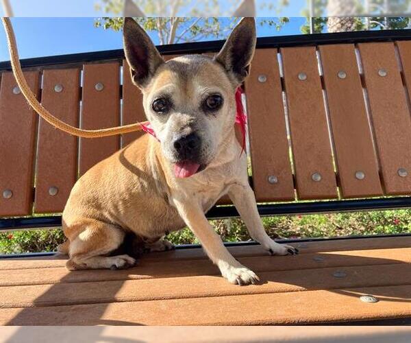 Medium Photo #2 Chihuahua Puppy For Sale in Orange, CA, USA