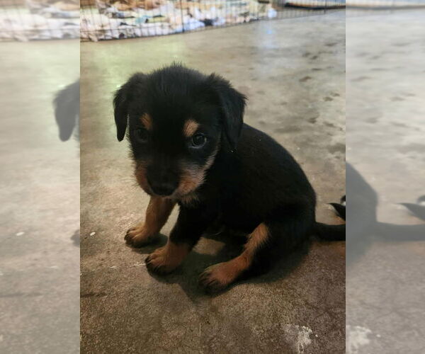 Medium Photo #2 Mutt Puppy For Sale in Candler, NC, USA