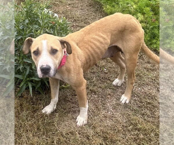 Medium Photo #2 Mutt Puppy For Sale in Oceanside, CA, USA