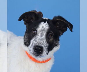 German Shepherd Dog Dogs for adoption in Pasadena, CA, USA