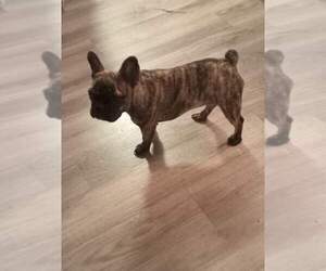 French Bulldog Puppy for sale in HALLANDALE BEACH, FL, USA