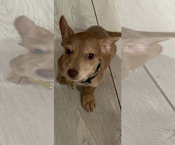 Medium Photo #6 Mutt Puppy For Sale in Sandy, UT, USA