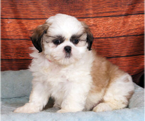 Shih Tzu Puppy for sale in PENNS CREEK, PA, USA